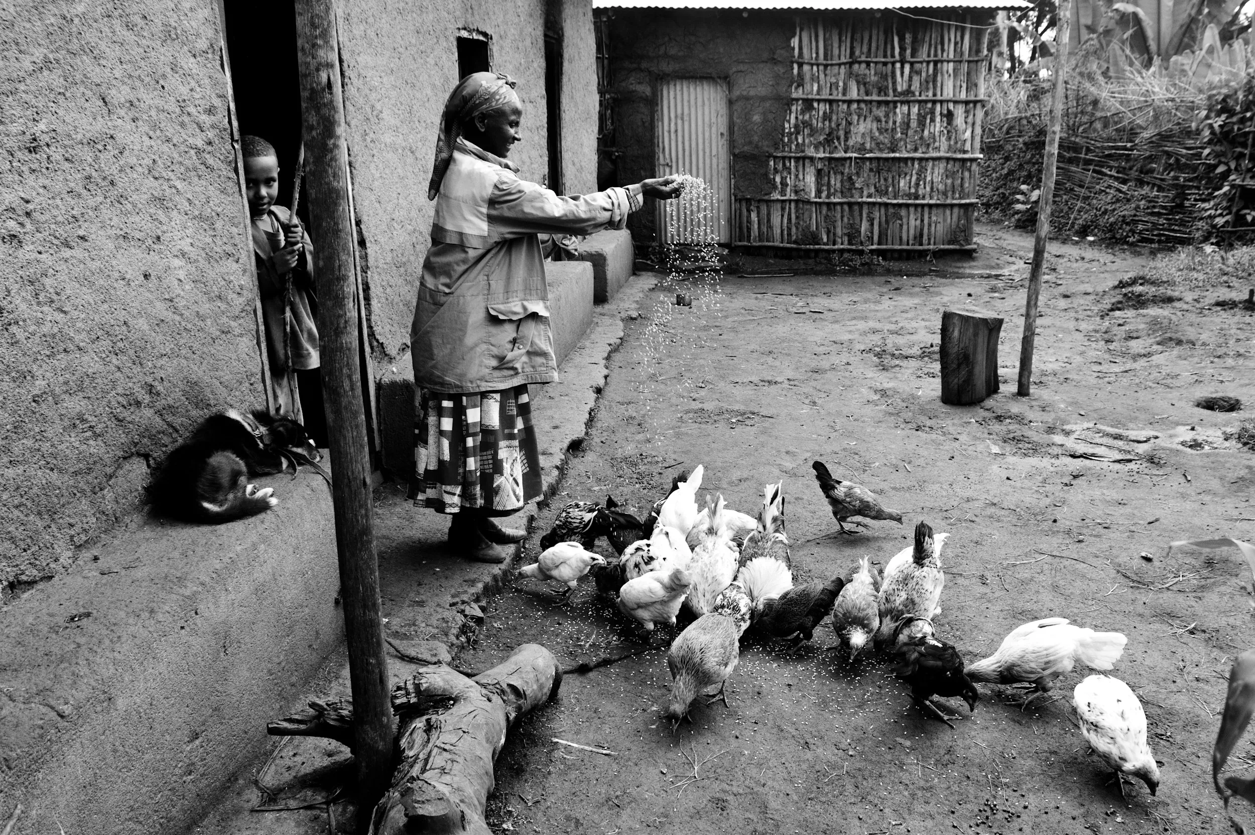 Il pollaio in muratura (chicken house) della fattoria