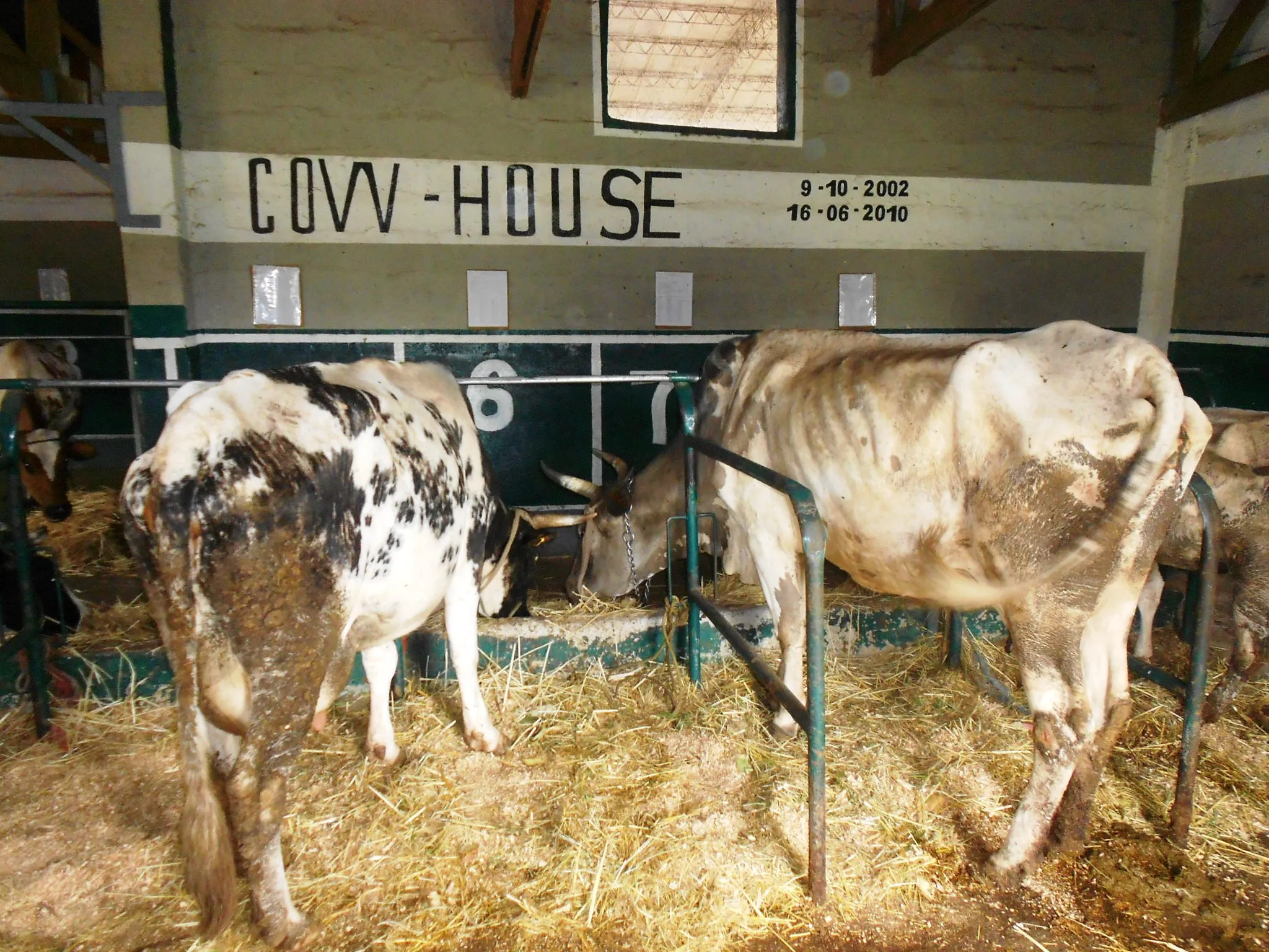 La nuova stalla (cow house) della fattoria di Gambo