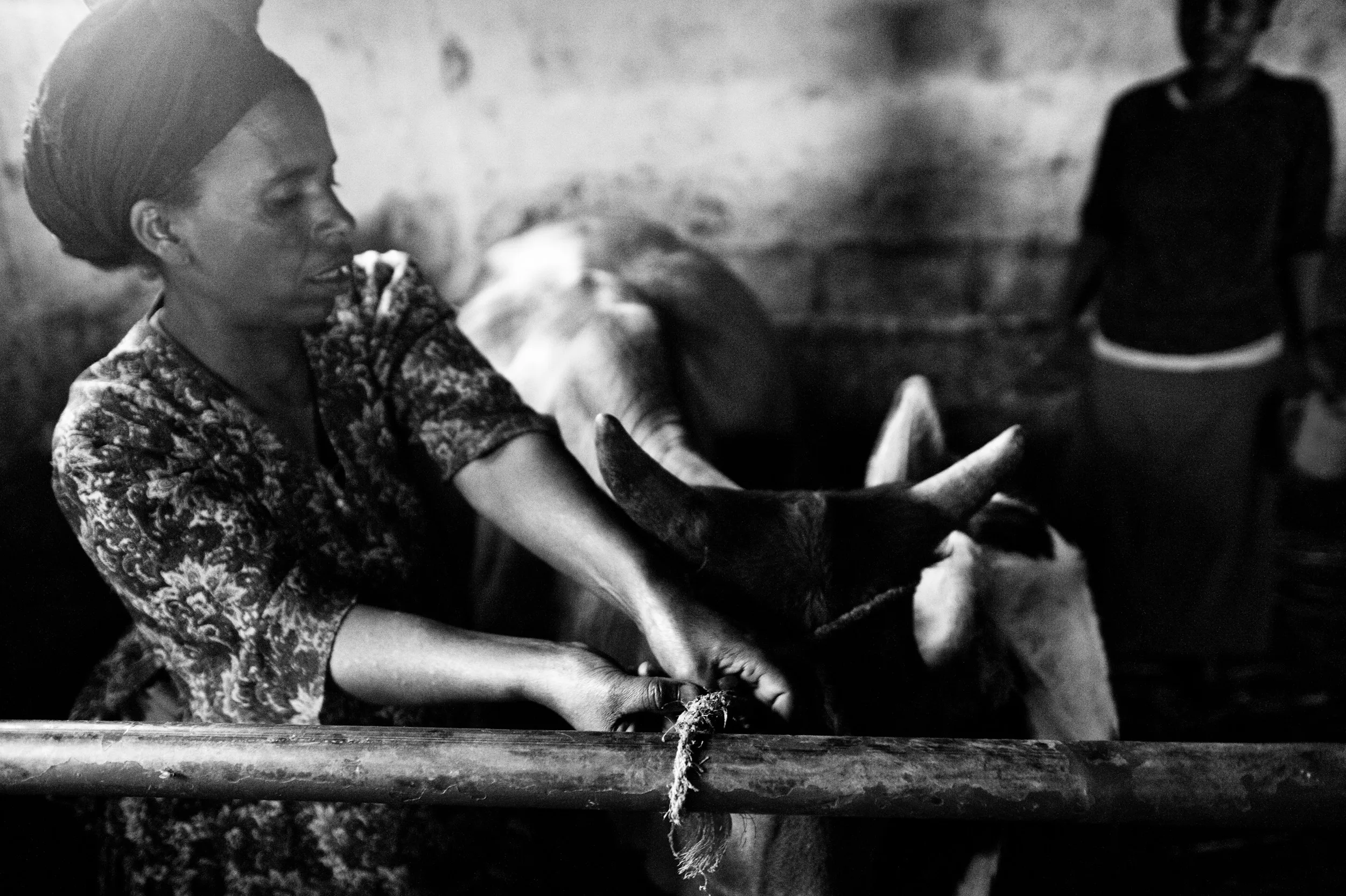 Lavoratori nei campi della fattoria di Gambo